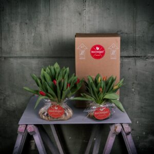 Bulb Bouquet / tulpenschoof